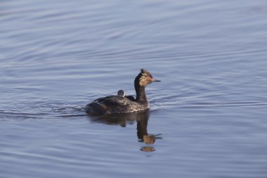 Bebeklerle kulaklı batağan