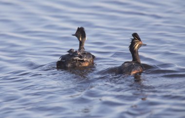 Bebeklerle kulaklı batağan