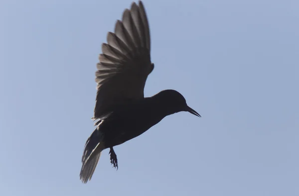Tern en vuelo — Foto de Stock