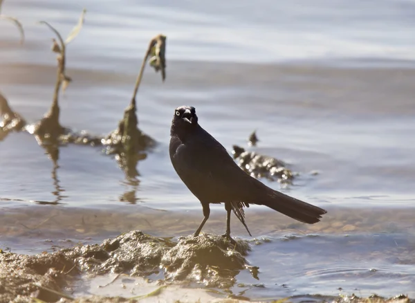 Grackle in Water — Stock Photo, Image