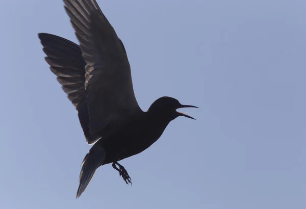 Tärna under flygning — Stockfoto