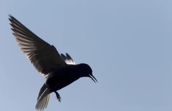 Tern dalam penerbangan — Stok Foto