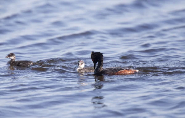 Grebe auricular con bebés — Foto de Stock