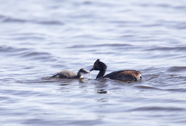 Grebe auricular con bebés —  Fotos de Stock