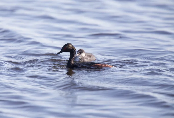 Grebe auricular con bebés —  Fotos de Stock