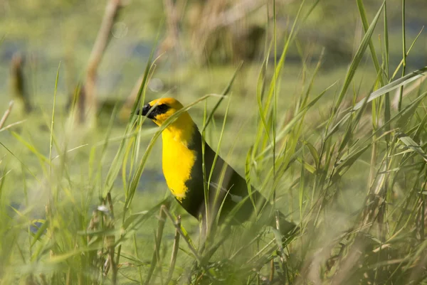 Gelbkopfschwarzer Vogel — Stockfoto