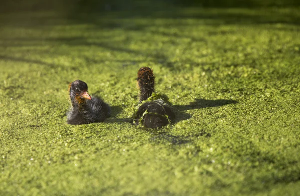 American Coot Waterhen — Stock Photo, Image