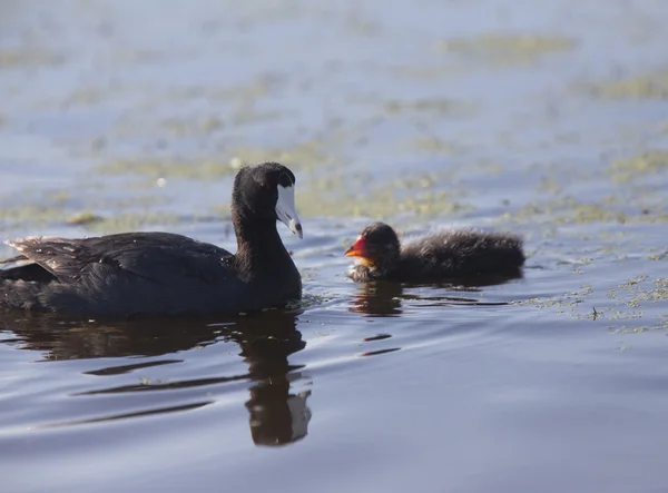 Amerikansk sothöna waterhen — Stockfoto