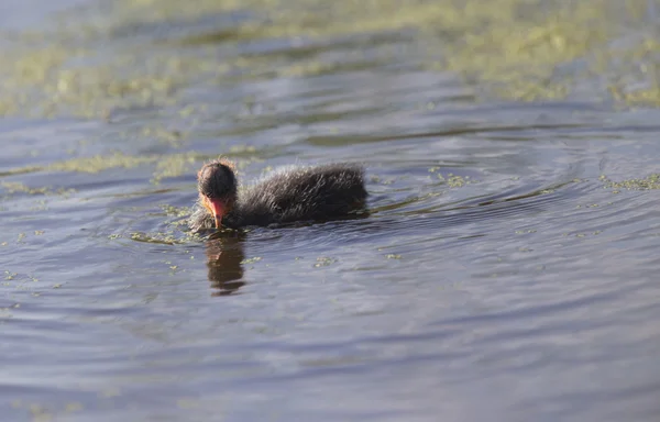 Americký kotníkové waterhen — Stock fotografie