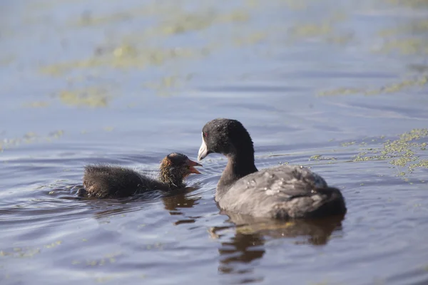 American Coot Waterhen — Stock Photo, Image