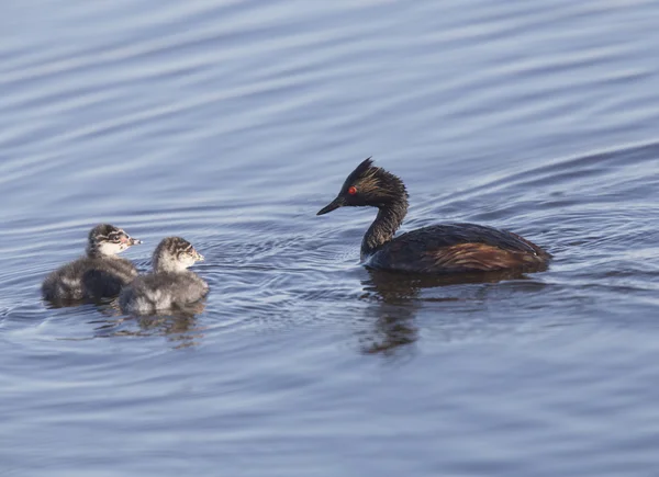 Eared Grebe with Babies — Stock Photo, Image