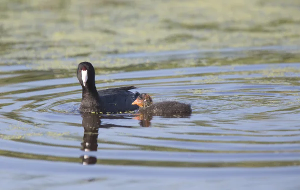 Waterhen αμερικανική φαλαρίδα — Φωτογραφία Αρχείου