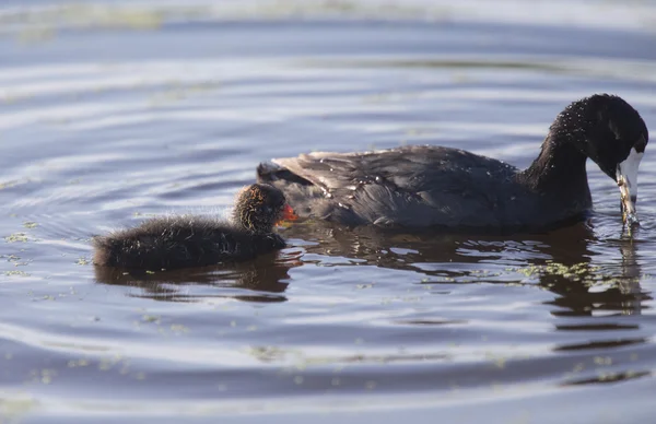 American Coot Waterhen — Stock Photo, Image