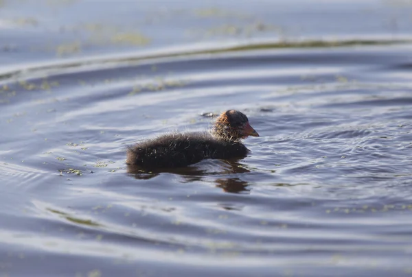 Łyska amerykańska waterhen — Zdjęcie stockowe