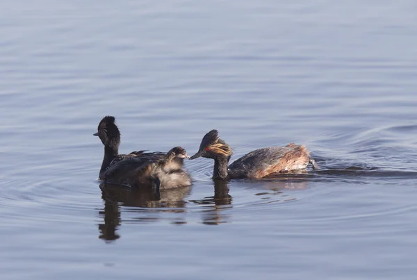 Ohrentaucher mit Babys — Stockfoto