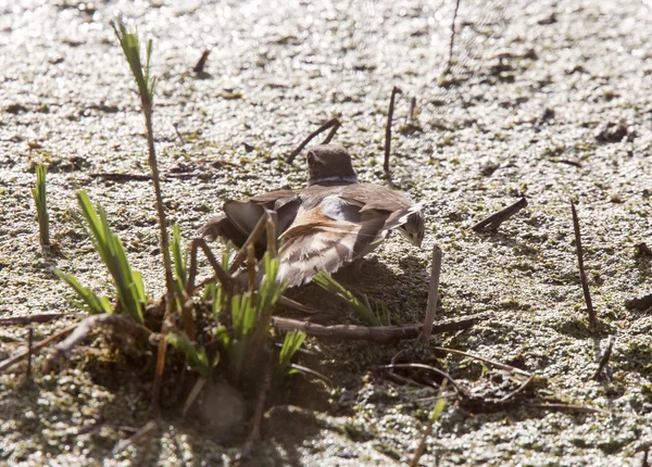 Kildeer 경고 — 스톡 사진