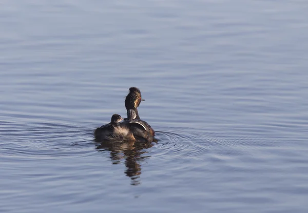 Eared Grebe με μωρά — Φωτογραφία Αρχείου