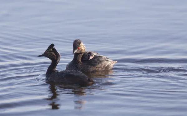 Eared Grebe with Babies — Stock Photo, Image