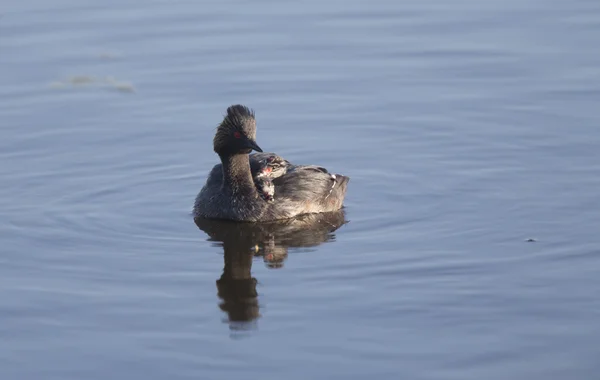 Eared Grebe with Babies — Stock Photo, Image