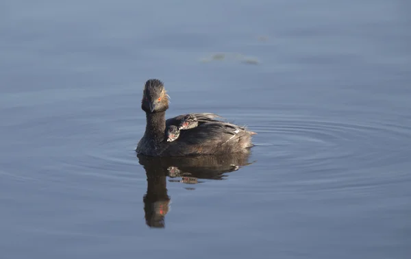 Grebe orecchio con i bambini — Foto Stock