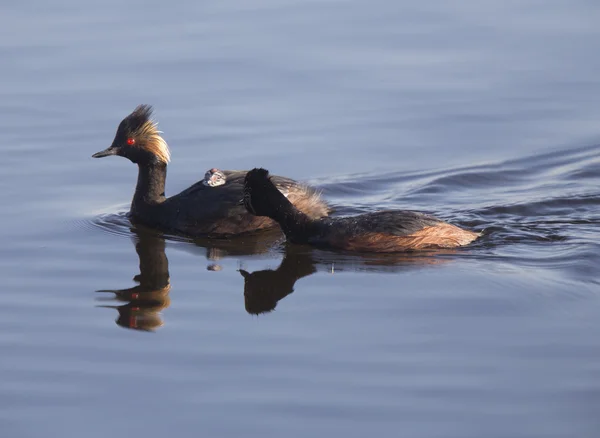 Eared Grebe με μωρά — Φωτογραφία Αρχείου