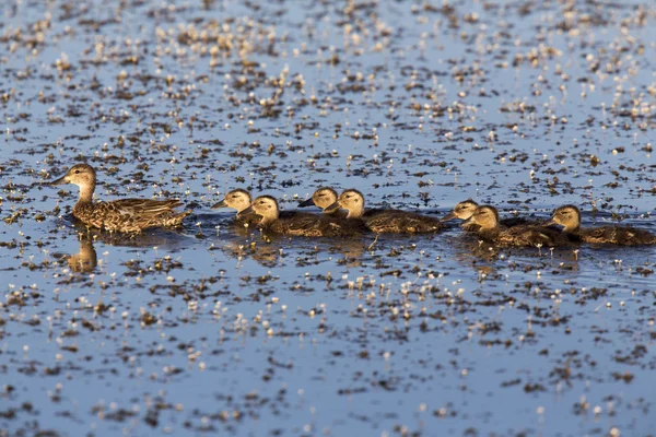 Mother Duck and Babies — Stock Photo, Image