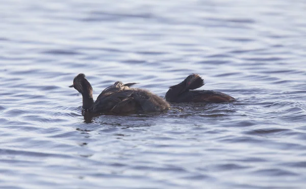 Grèbe aux oreilles avec bébés — Photo