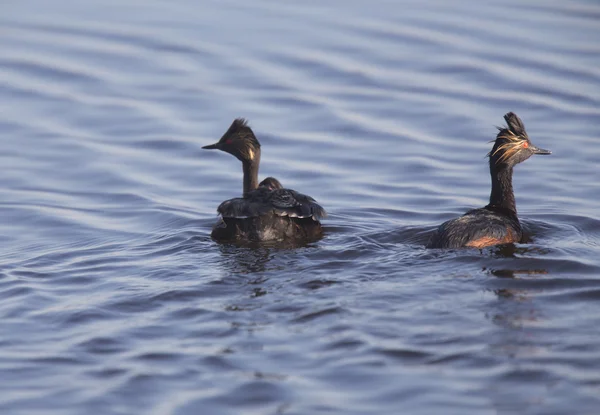 Grebe auricular con bebés — Foto de Stock