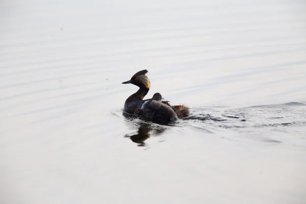 Eared Grebe with Babies — Stock Photo, Image