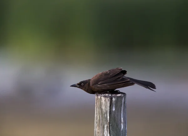 Gloed Grackle op Post — Stockfoto