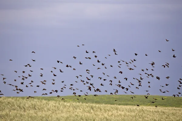 Manada de aves negras en vuelo — Foto de Stock