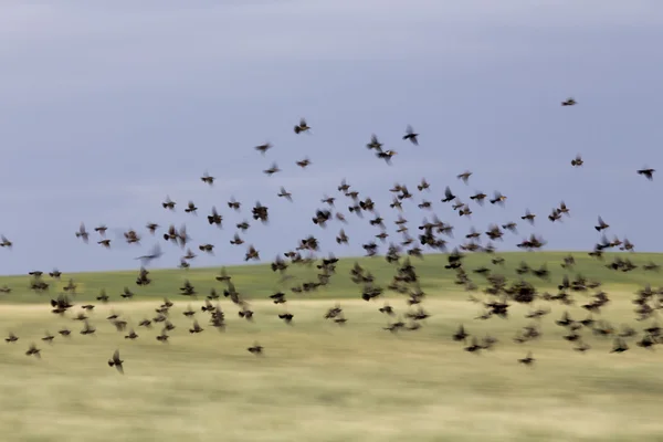 Flock of Black Birds in Flight — Stock Photo, Image