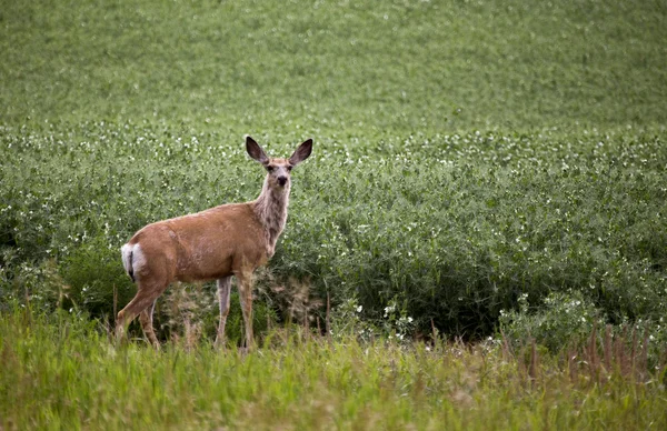 Cervo nel campo delle colture a impulsi — Foto Stock