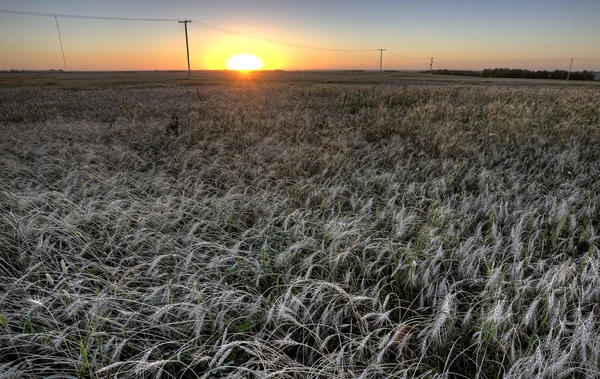 Campo de trigo al atardecer —  Fotos de Stock