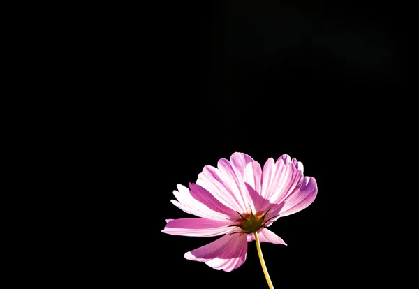 Close Up Flowers — Stock Photo, Image