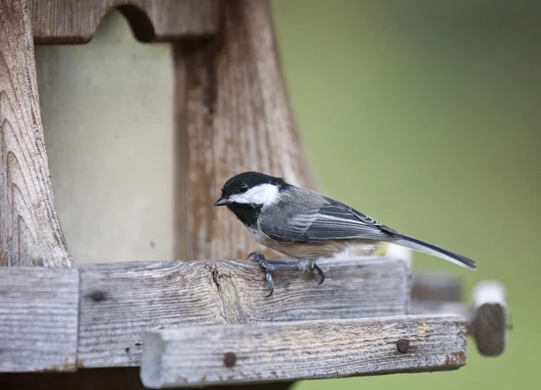 Black-capped Chickadee — Stock Photo, Image