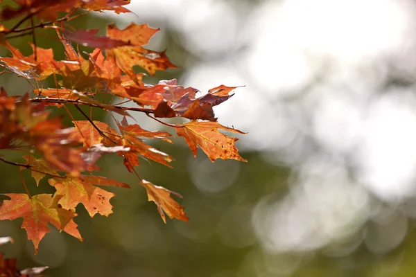 Herbst blättert Zuckerahorn — Stockfoto