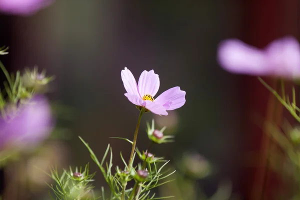 Uzavřít květiny — Stock fotografie