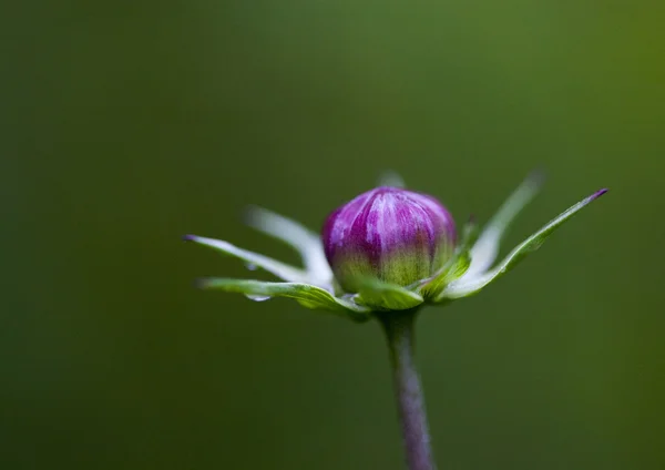 Uzavřít květiny — Stock fotografie