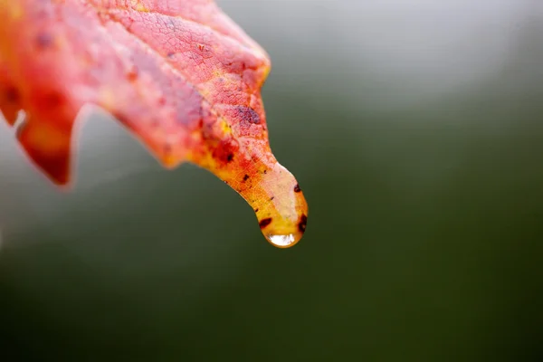 Autumn klonowe listowie cukru — Zdjęcie stockowe