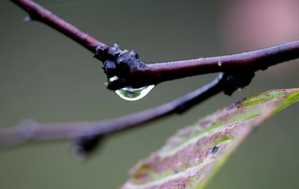 Water Drop on Plant — Stock Photo, Image