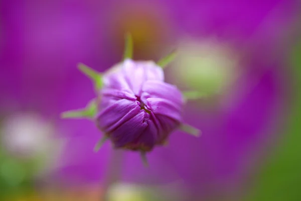 Közelről virágok — Stock Fotó