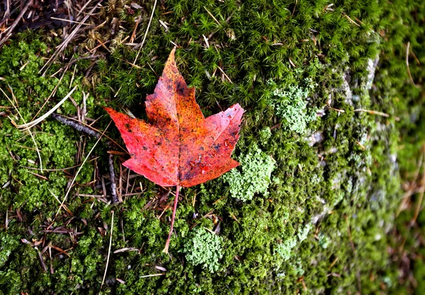 Autumn klonowe listowie cukru — Zdjęcie stockowe