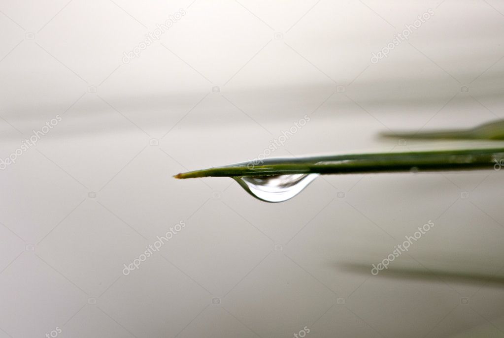 Water Drop on Plant
