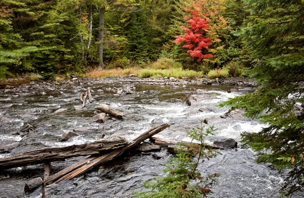 Algonquin Park Muskoka Ontario — Stock Photo, Image