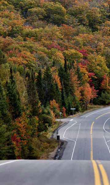 Algonquin Park Muskoka Ontario Road — Stock Fotó