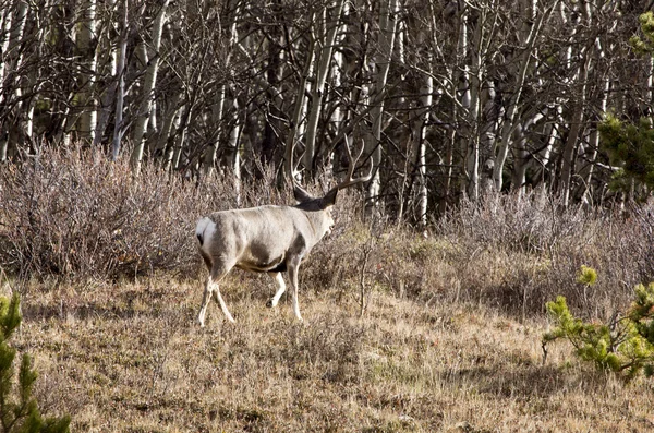 Cypress Hills Alberta Saskatchewan — Foto Stock