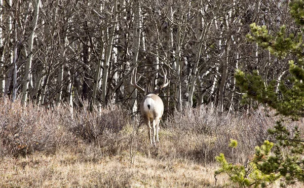 Cypress Hills Alberta Saskatchewan — Stock fotografie