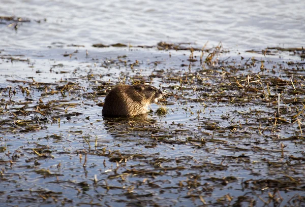 Moschusratte im Teich — Stockfoto