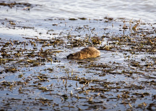 池で麝香ラット — ストック写真